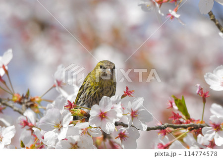 マヒワ マヒワ 114774578