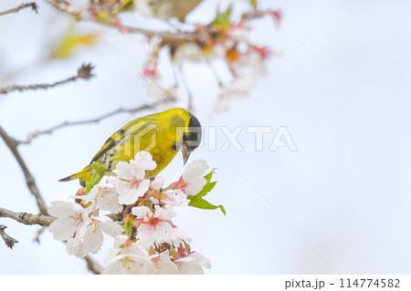 マヒワ マヒワ 114774582