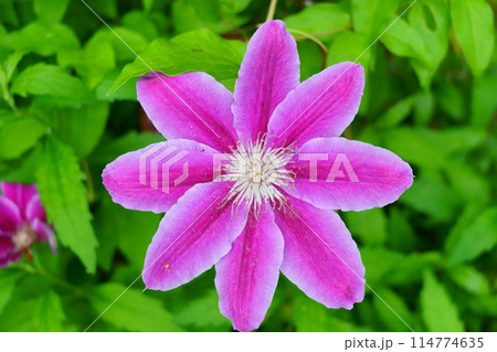 ピンク色のクレマチスの花 114774635