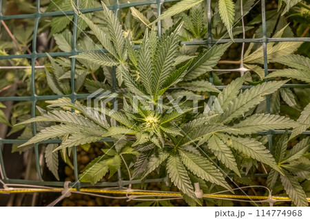 female blossom marijuana SoG Sea of Green net hemp cultivation technique Growing pot indoor bloom stage growth Medical female blossom marijuana SoG Sea of Green net hemp cultivation technique Growing pot indoor bloom stage growth Medical 114774968