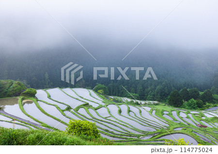 早朝の丸山千枚田 早朝の丸山千枚田 114775024