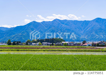 春の爽やかな麦畑と自然風景 春の爽やかな麦畑と自然風景 114775051