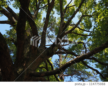 見上げたクスノキ 114775088