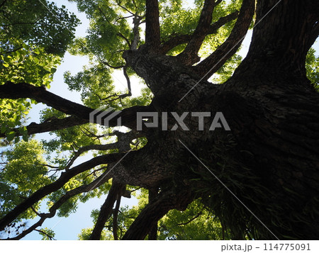 見上げたクスノキ 114775091