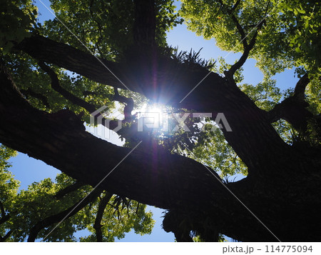 見上げたクスノキ 114775094