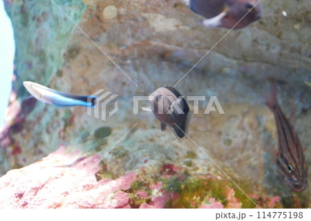 水族館のきれいな魚 114775198