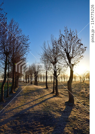 朝の福島潟(新潟県) 朝の福島潟(新潟県) 114775226