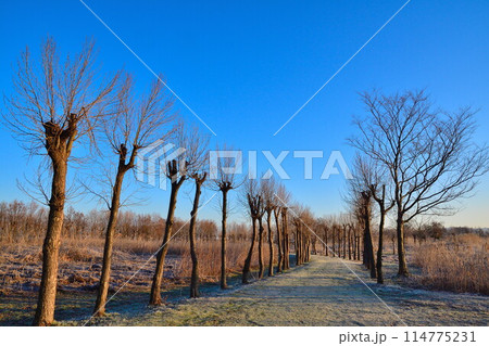 朝の福島潟（新潟県） 114775231