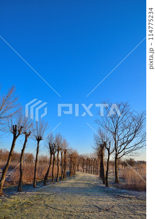 朝の福島潟（新潟県） 114775234