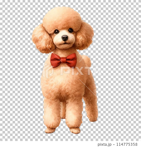 蝶ネクタイトイプードルのイラスト素材 [114775358] - PIXTA