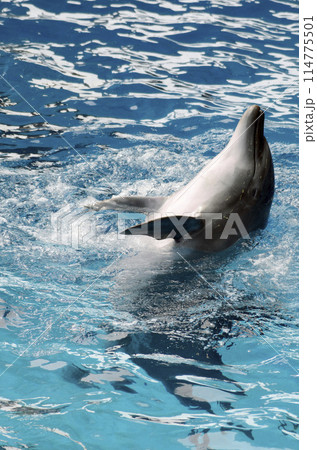 イルカ 114775501