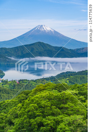 《神奈川県》新緑の箱根から富士山 114775639
