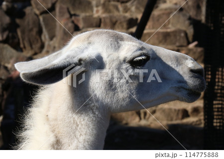 伊豆シャボテン公園の「ラマ」 114775888