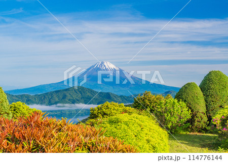 《神奈川県》ツツジ咲くの箱根大観山展望台から富士山 114776144