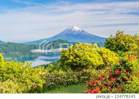 《神奈川県》ツツジ咲くの箱根大観山展望台から富士山 《神奈川県》ツツジ咲くの箱根大観山展望台から富士山 114776145
