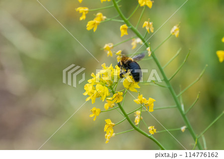 菜の花の蜜を吸うクマバチ 114776162
