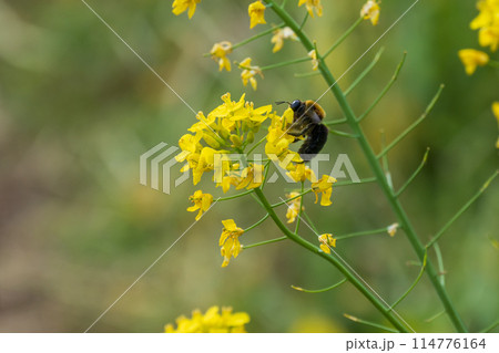 菜の花の蜜を吸うクマバチ 菜の花の蜜を吸うクマバチ 114776164