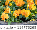 春の花壇に咲くマリーゴールド 114776265
