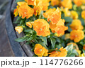 春の花壇に咲くマリーゴールド 114776266