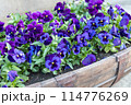 花壇に植えられた紫色のパンジーの花 114776269