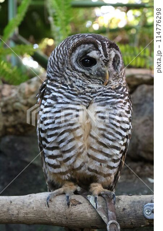 伊豆シャボテン動物公園の「アカアシモリフクロウ」 114776298