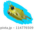 ハコフグのイラスト 114776509