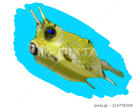 ハコフグのイラスト 114776509
