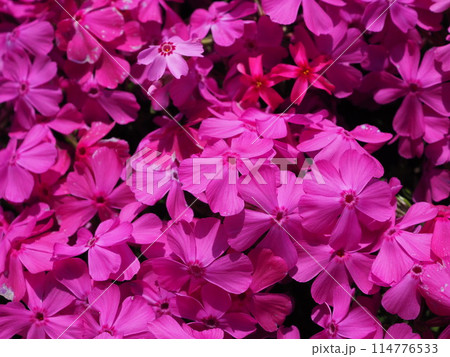 シバザクラ 114776533