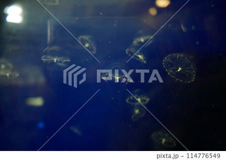 きれいなクラゲ きれいなクラゲ 114776549
