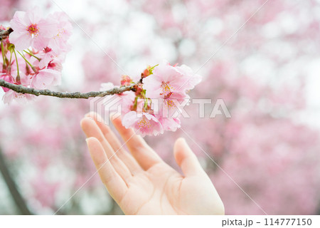 春の桜の風景 114777150