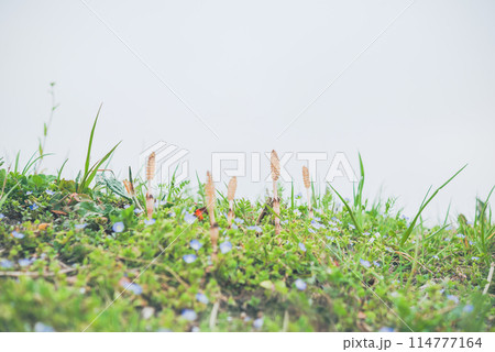 春の風景 春の風景 114777164