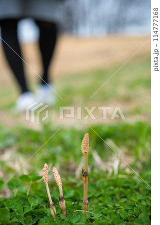 春の風景 春の風景 114777168