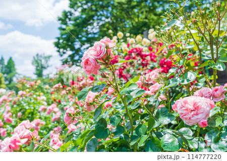 春の西山公園、満開のバラ〈愛知県豊田市〉 114777220