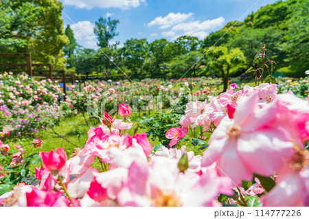 春の西山公園、満開のバラ〈愛知県豊田市〉 114777226
