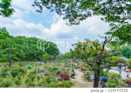 春の西山公園、満開のバラ〈愛知県豊田市〉 春の西山公園、満開のバラ〈愛知県豊田市〉 114777230