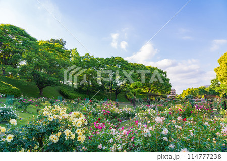 春の西山公園、満開のバラ〈愛知県豊田市〉 114777238