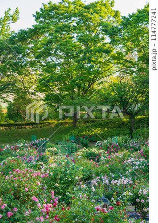 春の西山公園、満開のバラ〈愛知県豊田市〉 春の西山公園、満開のバラ〈愛知県豊田市〉 114777241