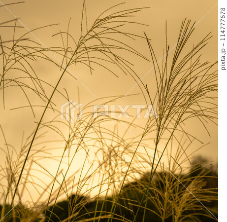 すすき すすき 114777678
