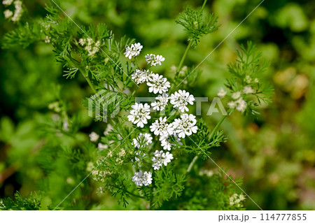 コリアンダーの花 コリアンダーの花 114777855