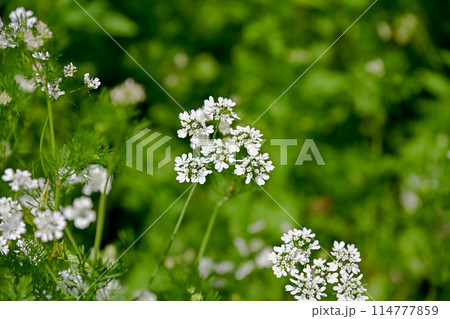 コリアンダーの花 コリアンダーの花 114777859