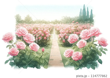 ピンクの薔薇のある庭 114777862