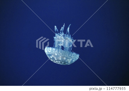 クラゲ クラゲ 114777935