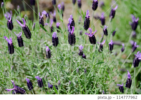 フレンチラベンダー 114777962