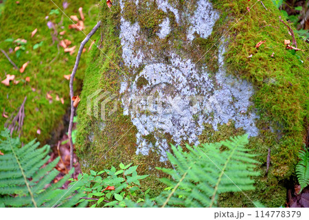 東北・遠野・五百羅漢・犠牲者の冥福を祈りながら彫られたと伝わる羅漢(仏弟子)の姿・岩手県遠野市(5) 東北・遠野・五百羅漢・犠牲者の冥福を祈りながら彫られたと伝わる羅漢(仏弟子)の姿・岩手県遠野市(5) 114778379