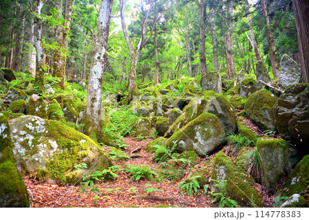 東北・遠野・五百羅漢・歴史を語る苔と静寂な空気に包まれた羅漢像が並ぶ不思議な景色・岩手県遠野市(1) 114778383