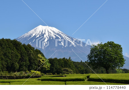 富士山と大淵笹葉 静岡 富士山と大淵笹葉 静岡 114778440