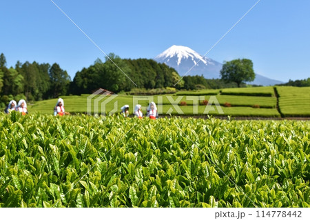 晴天のおおぶちお茶まつり　静岡 114778442