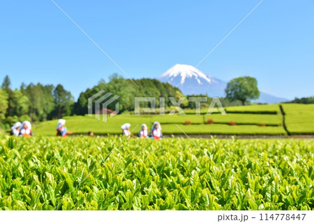 晴天のおおぶちお茶まつり 静岡 晴天のおおぶちお茶まつり 静岡 114778447
