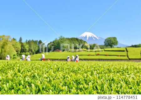 晴天のおおぶちお茶まつり 静岡 晴天のおおぶちお茶まつり 静岡 114778451