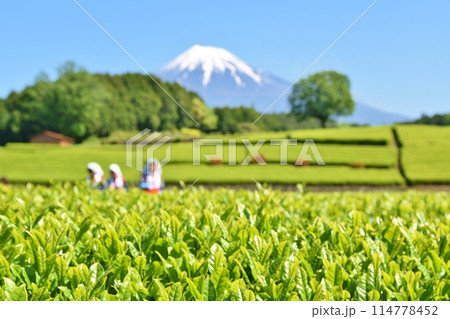 晴天のおおぶちお茶まつり 静岡 晴天のおおぶちお茶まつり 静岡 114778452
